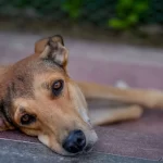 भारत: कुत्तों पर सुप्रीम कोर्ट के आदेश का विरोध करने पर दर्जनों लोग हिरासत में लिए गए